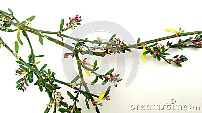 Prostrate knotweed plant flowers Stock Photo