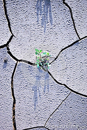 Polygonum aviculare common knotgrass, prostrate knotweed, birdweed, pigweed, lowgrass green leaves growing through cracks Stock Photo