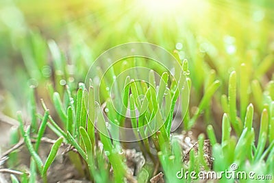 Polygonum aviculare, common knotgrass, prostrate knotweed, birdweed, pigweed and lowgrass. Young green grass sprouts on green Stock Photo