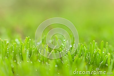 Polygonum aviculare, common knotgrass, prostrate knotweed, birdweed, pigweed and lowgrass. Young green grass sprouts on green Stock Photo