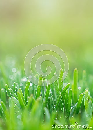 Polygonum aviculare, common knotgrass, prostrate knotweed, birdweed, pigweed and lowgrass. Young green grass sprouts on green Stock Photo