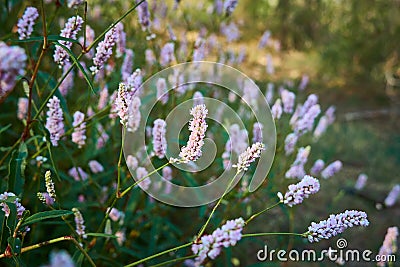 Polygonum careyi Carey`s Smartweed Purple flowers Stock Photo