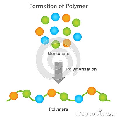 Polymer formation, Monomers unite through polymerization, yielding versatile polymers Vector Illustration