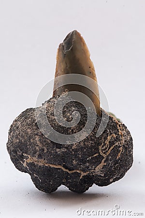 Polymetallic nodules with tooth shark on white Stock Photo