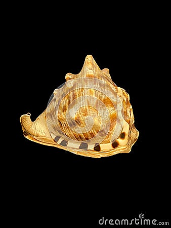 Conch Seashell musical sound instrument Stock Photo