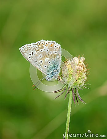 Polyommatus bellargus, Adonis Blue, is a butterfly in the family Lycaenidae. Beautiful butterfly sitting on flower. Stock Photo