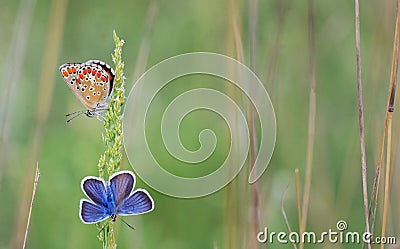 Polyommatus bellargus, Adonis Blue butterfly Stock Photo
