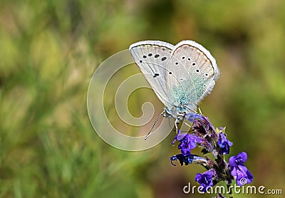 Polyommatus corona butterfly nectar suckling on flower , butterflies of Iran Stock Photo