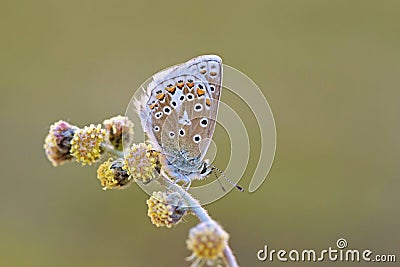 Polyommatus eros, the Eros blue or common meadow blue butterfly Stock Photo