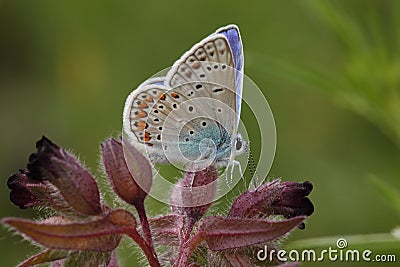 Polyommatus icarus Stock Photo