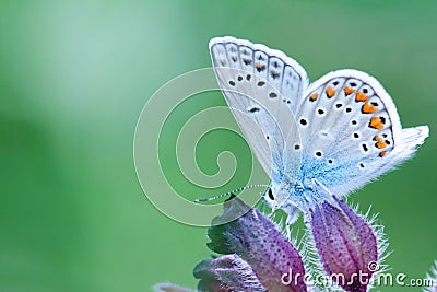 Polyommatus icarus Stock Photo