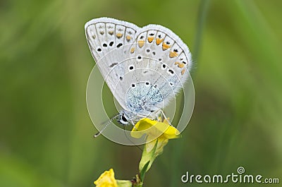 Polyommatus icarus the common blue butterfly macro Stock Photo