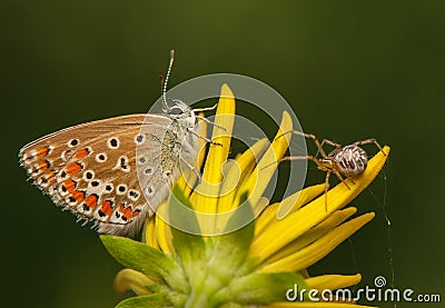 Polyommatus icarus and Metellina segmentata Stock Photo