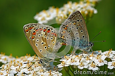 Polyommatus icarus pair Stock Photo