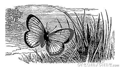 Polyommatus Virgaureae vintage illustration Vector Illustration