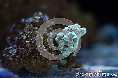 Polyp of healthy candy cane coral, animal propagation in nano reef marine aquarium, LED actinic blue light, live rock Stock Photo