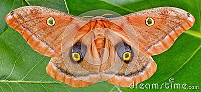 Polyphemus Moth Stock Photo