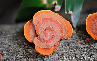 Polypore Mushroom Fungi Stock Photo