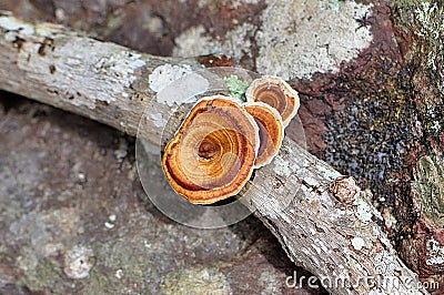 Polypore Mushroom Fungi Stock Photo