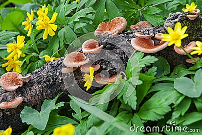 Polypore mushrooms among spring flowers Stock Photo