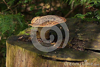 Polyporus squamosus Bracket Fungus Growing on Top of Tree Stump. A wild Edible Fungus Stock Photo