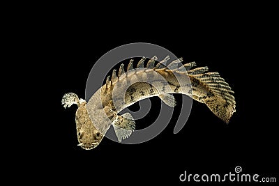 Polypterus endlicheri or Bichir fish Stock Photo