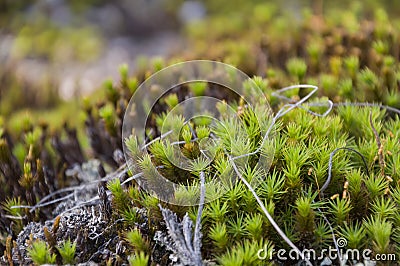 Polytrihum ordinary. Green moss like a carpet on the ground under feet in the forest. Kukushkin flax in macro Stock Photo