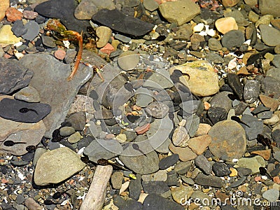 Pollywog Tadpoles just hatched in lakeshore creek Stock Photo