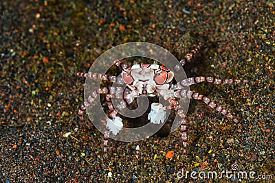 Pom pom crab Stock Photo