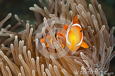 Pomacentridae, Clown Fish or Anemonefish Stock Photo