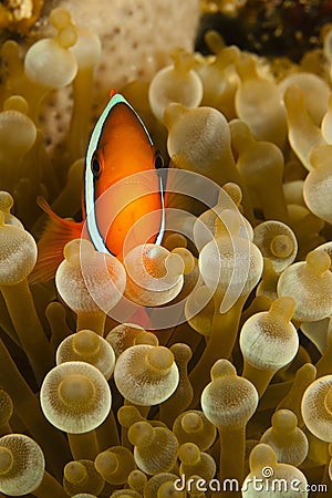 Pomacentridae, Clown Fish or Anemonefish Stock Photo