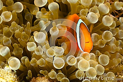 Pomacentridae, Clown Fish or Anemonefish Stock Photo