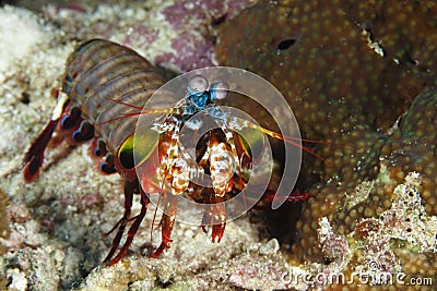 Pomacentridae, Clown Fish or Anemonefish Stock Photo