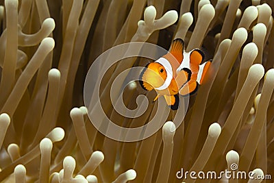 Pomacentridae, Clown Fish or Anemonefish Stock Photo