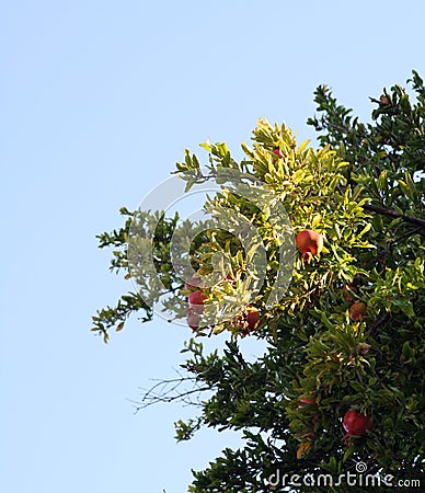 Pomegranate Stock Photo