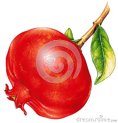 Pomegranate Cartoon Illustration