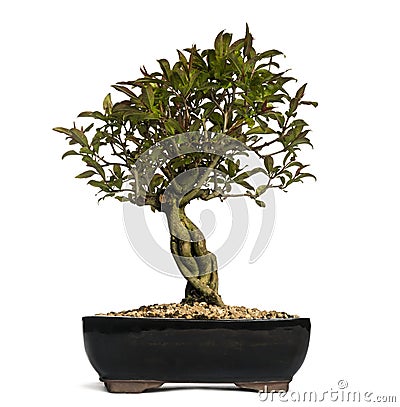 Pomegranate bonsai tree, Punica granatum, isolated Stock Photo