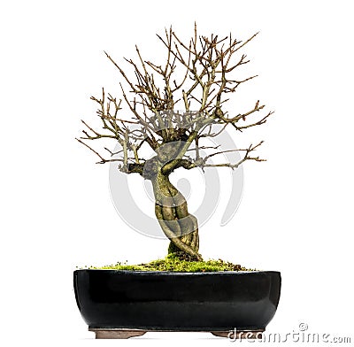 Pomegranate bonsai tree, Punica granatum, isolated Stock Photo