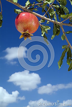 Pomegranate on branch Stock Photo