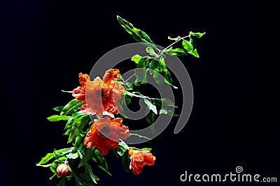 Pomegranate branch and blossom Stock Photo