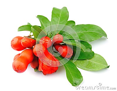 Pomegranate branch with flowers Stock Photo