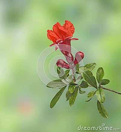 Pomegranate branch with flower Stock Photo