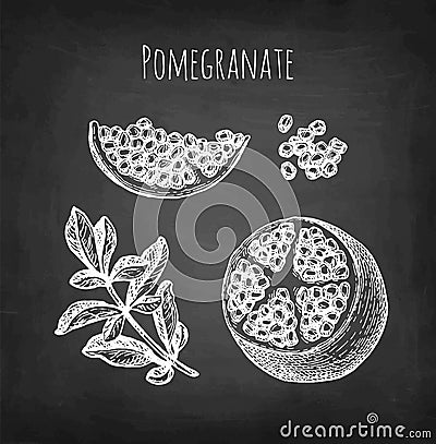 Pomegranate chalk sketch. Vector Illustration