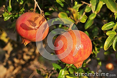 Pomegranate close-up on the tree Stock Photo