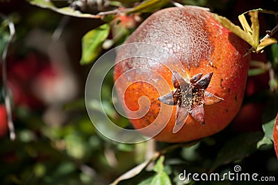 Pomegranate cultivation Stock Photo