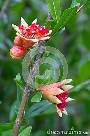 Pomegranate flower Stock Photo