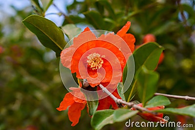 Pomegranate flowers on green branches Stock Photo