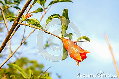 Pomegranate flowers Stock Photo