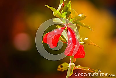 Pomegranate flowers Stock Photo