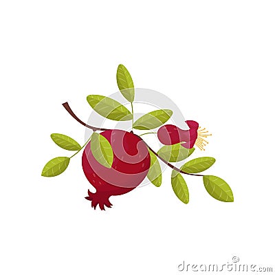 Pomegranate fresh fruit om a branch vector Illustration on a white background Vector Illustration